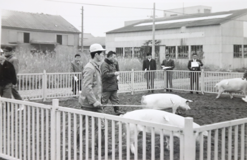 柵外で5名の男性が見ているなか柵内で作業員の男性が棒の様な物を持って豚の後ろをついて歩いている白黒写真