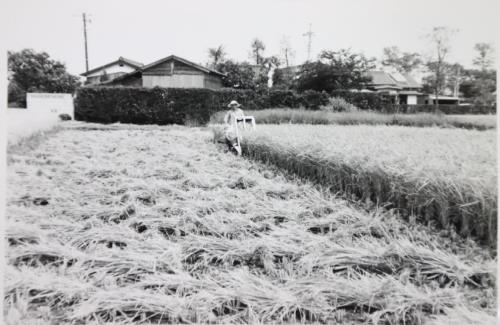 コンバインを操作している男性が田んぼの稲刈りを行っている様子の白黒写真