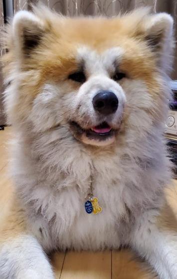 茶色でふわふわした毛に覆われた犬がくつろいでいる写真