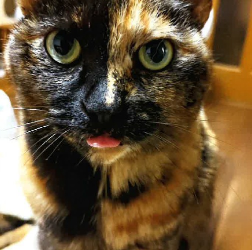 猫