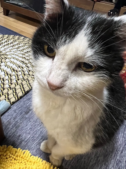 猫の写真