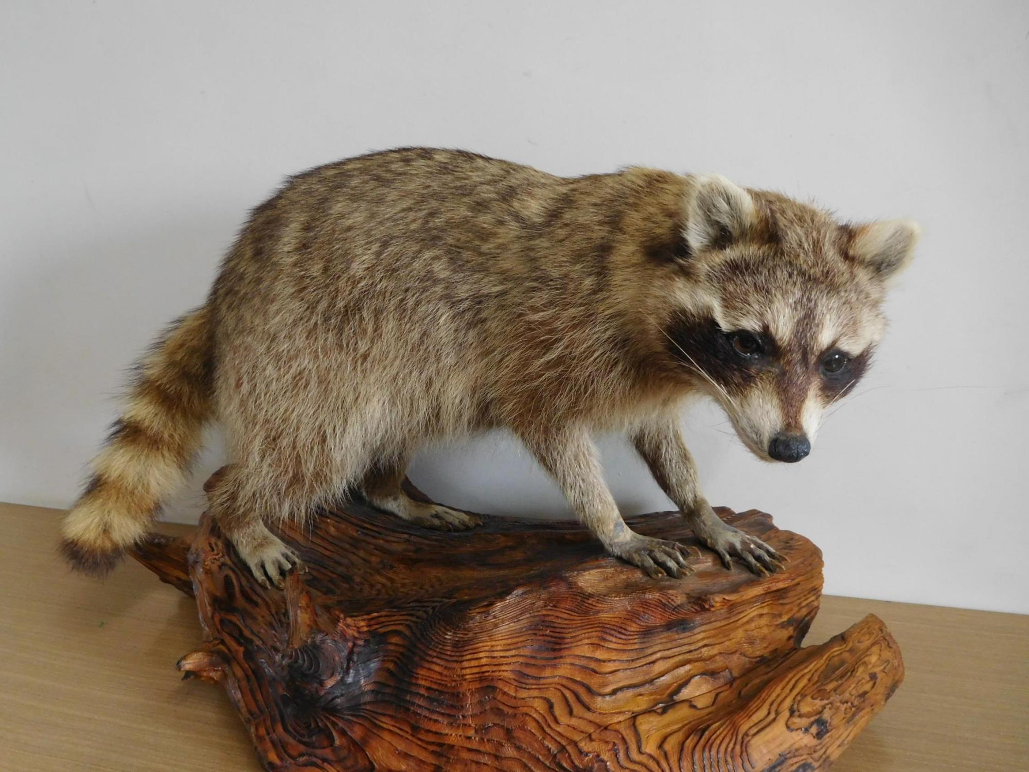 木材の上に乗っているアライグマのはく製の写真