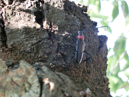 樹木にとまっているクビアカツヤカミキリの写真