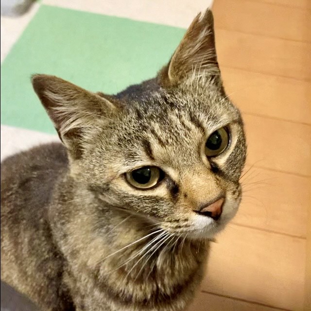 cat