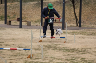 芝生の上に設置された赤と青と白色のハードルを飼い主と犬が一緒にこえようとしている瞬間の写真