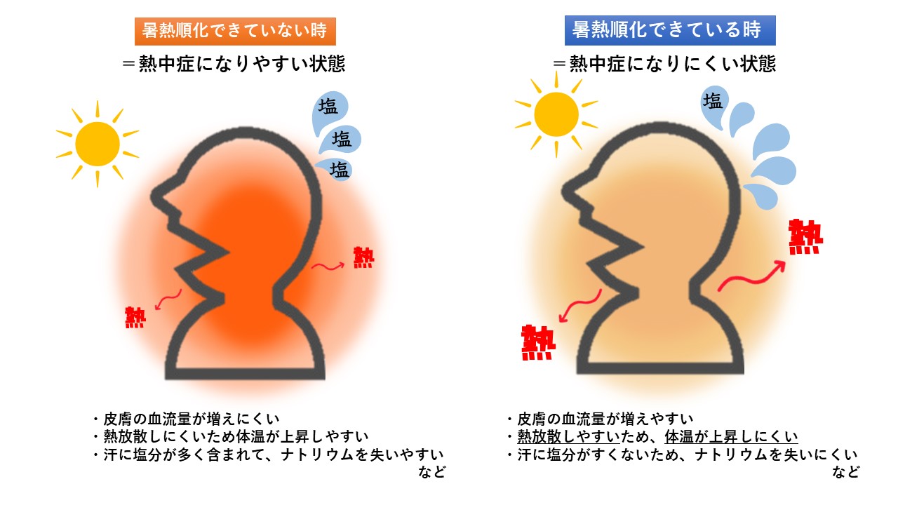 暑熱順化