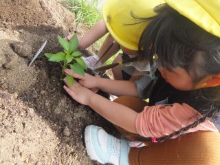 ゆき組苗植えの様子