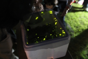 四角形の容器に入っているホタルが黄緑色の光を放っている写真