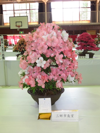 小さな鉢に薄ピンク色と白色の花が混ざって咲いたさつき展で市長賞を受賞した作品をアップで撮影した写真