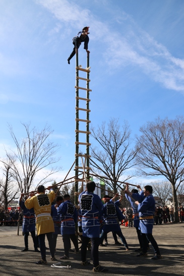 真っ直ぐにたてた梯子の上で両端を手でつかみ足を浮かせている男性と、青と黄色の法被を着用したたくさんの男性が棒を使って梯子を支えている三郷鳶組合による梯子乗りの様子の写真