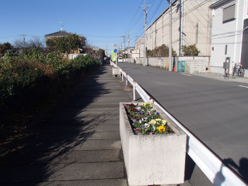 ガードレールが設置された歩道に石の花壇が置かれ、中に色とりどりのパンジーの花が咲いている写真