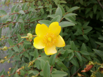 茂った枝の先端に5枚の黄色い花びらがついたキンシバイの花をアップで撮った写真