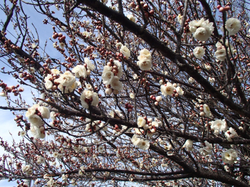 枝先に満開に咲いた花や丸い形をした蕾が隙間なくついている梅の木の写真