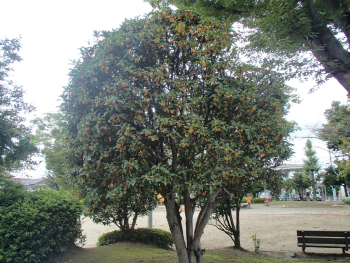 濃い緑色の葉が茂っている中にオレンジ色の花が咲いているキンモクセイの木を撮った写真
