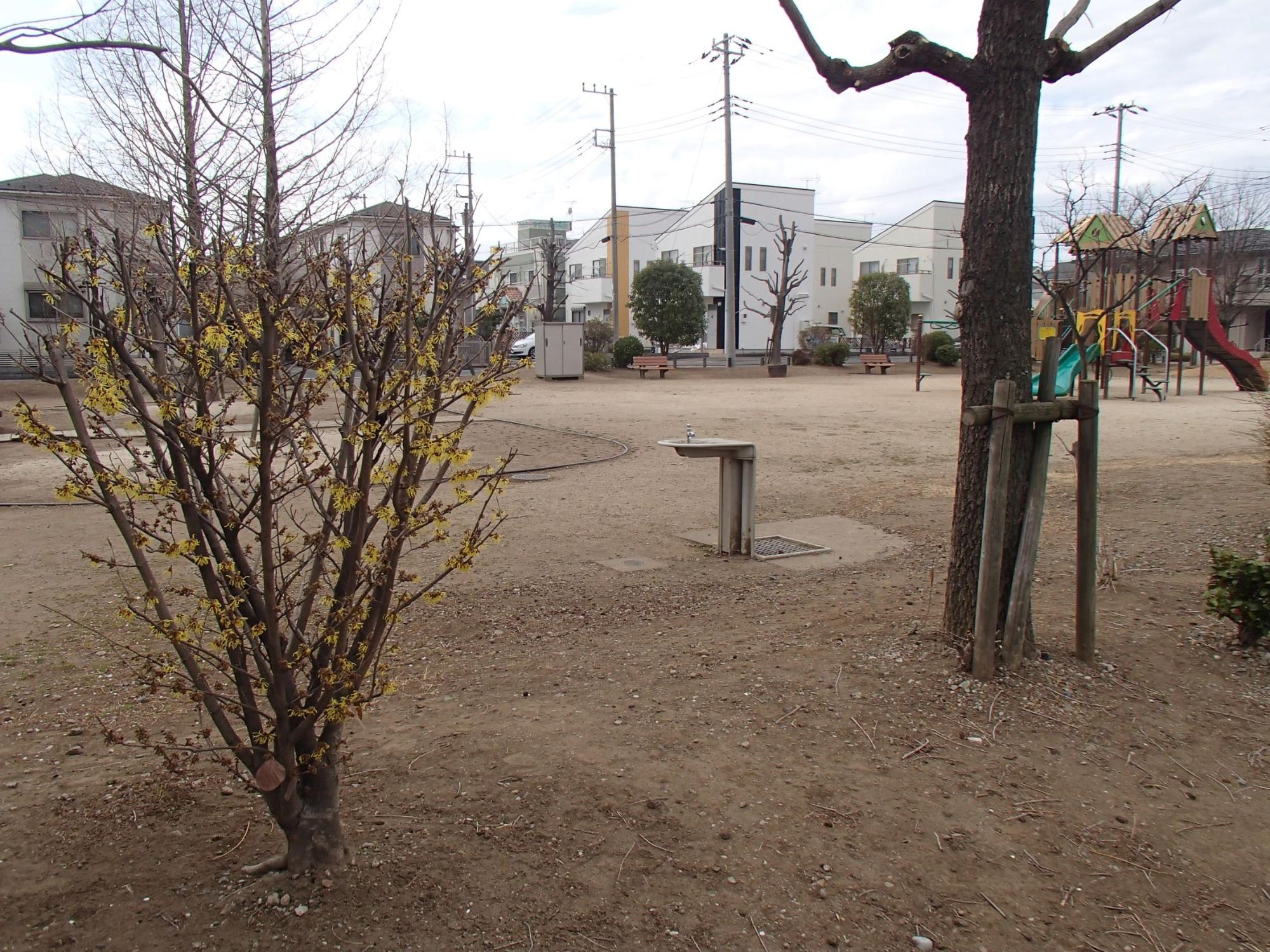 遊具や、水飲み場のある公園に黄色い花を咲かせているマンサクの木が1本生えている写真