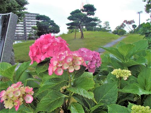 少し傾斜がかった芝生を背景に、ピンク色に色づいたアジサイの花を写した写真