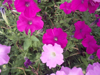 鮮やかな紫や淡いピンク色に咲いているペチュニアの花をアップで撮った写真