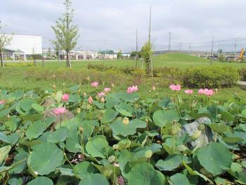 広い芝生の公園を背景に、水面に広がる蓮の葉と、伸びた茎からピンク色の花が満開に咲いている様子を撮った写真