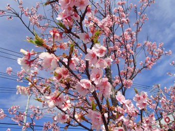 花びらの中心が濃いピンク色をした河津桜が満開に咲いている様子をアップで撮った写真