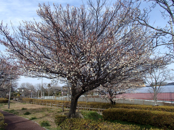 遊歩道沿いの芝生に大きな梅の木がたっており、枝に白い梅の花が咲いている写真