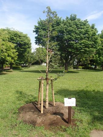 多くの木が植えられている公園の芝生の中に支柱で支えられたシイノキが植樹されている写真