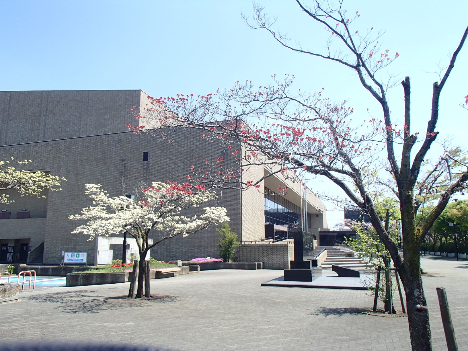 三郷市文化会館前に植えられているハナミズキの木に赤や白の花が咲いている写真