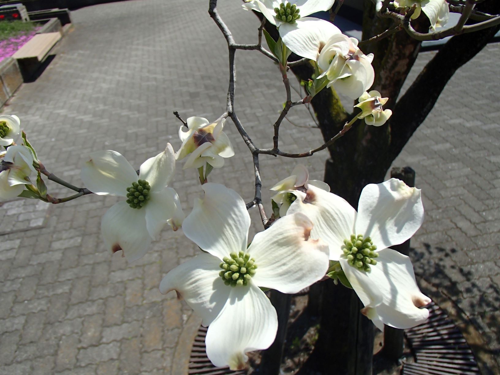 4枚の花弁を付けた白いハナミズキの花をアップで写した写真