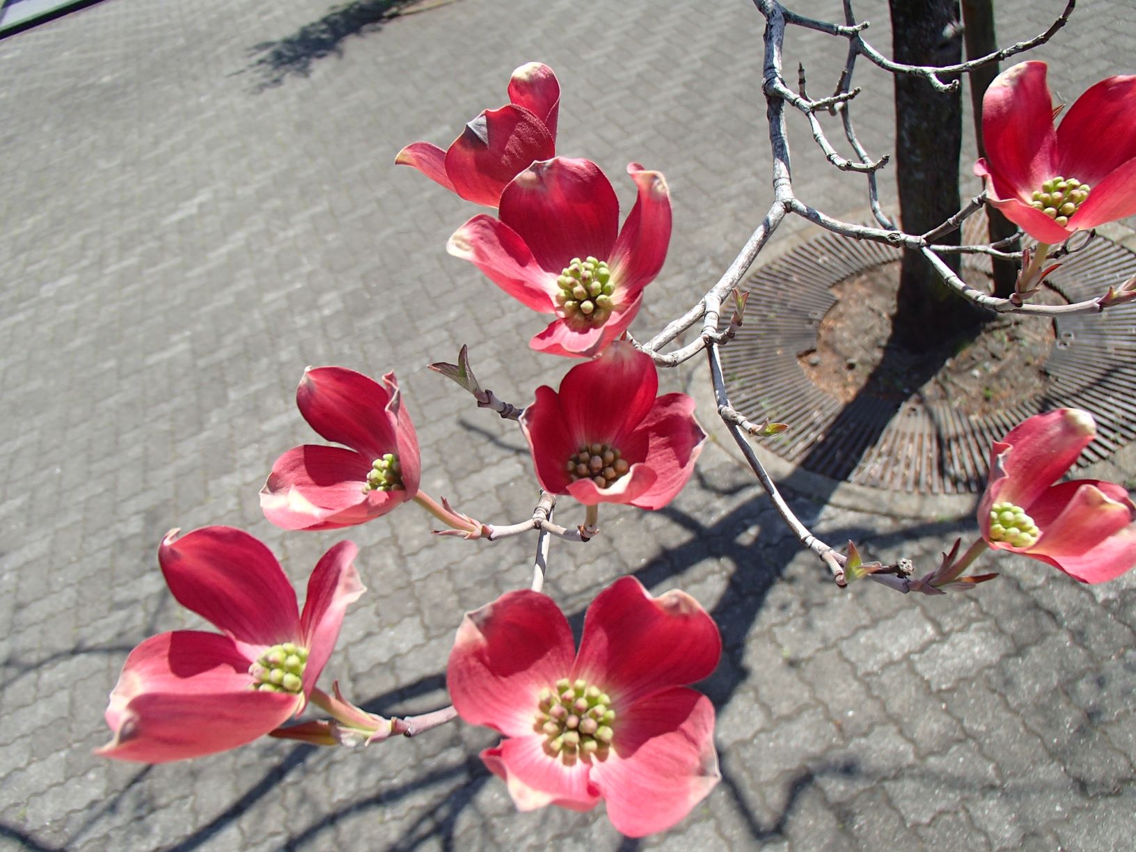 赤いハナミズキの花をアップで写した写真