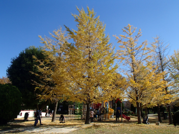 葉っぱが黄色に紅葉したイチョウの木が遊具のある公園に植えられている写真