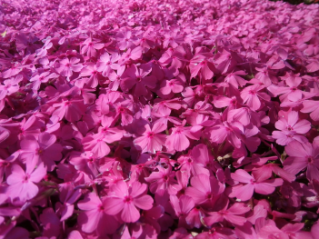 下の枝が見えないほど絨毯のようにピンク色の花が咲いたシバザクラをアップで撮った写真