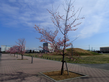 支柱で支えられピンク色の花が咲いている河津桜が等間隔に植えられている遊歩道の写真
