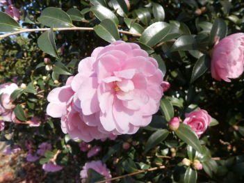 淡いピンク色の花びらが満開に咲いているサザンカをアップで撮った写真