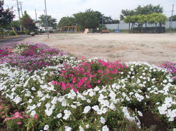 公園の芝生の一角にピンクや白、紫色のペチュニアの花が満開に咲いている写真