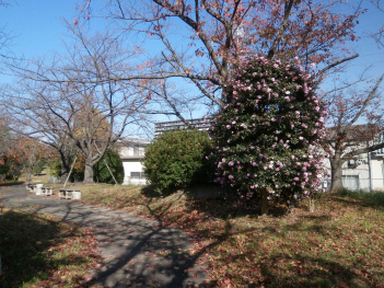 遊歩道の脇の芝生に淡いピンク色の花がたくさん咲いたサザンカの木が植えられている写真