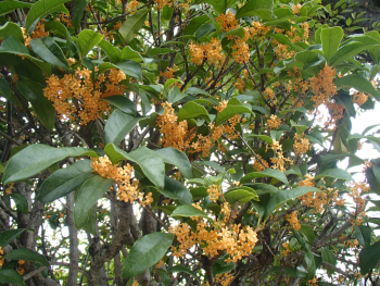 葉が茂っている中にオレンジ色の小ぶりな花びらが集まって咲いているキンモクセイの花の写真