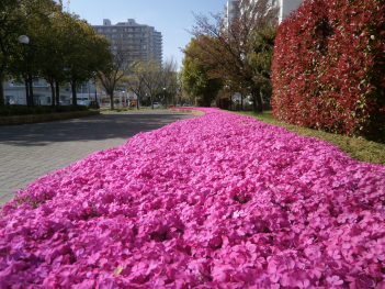 鮮やかなピンク色に咲いたシバザクラが沿道の奥まで続いている写真