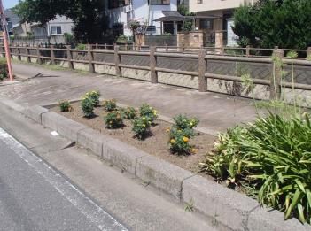 沿道の花壇に満開に咲いたオレンジ色のマリーゴールドの花が並んで植えられている写真