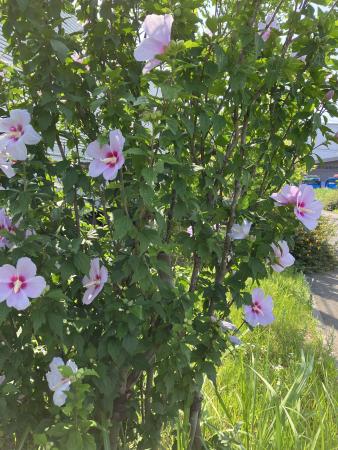 ムクゲの花全景