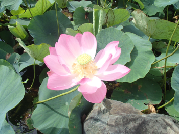 葉が生い茂るなか、淡いピンク色の蓮の花が満開に咲いている写真