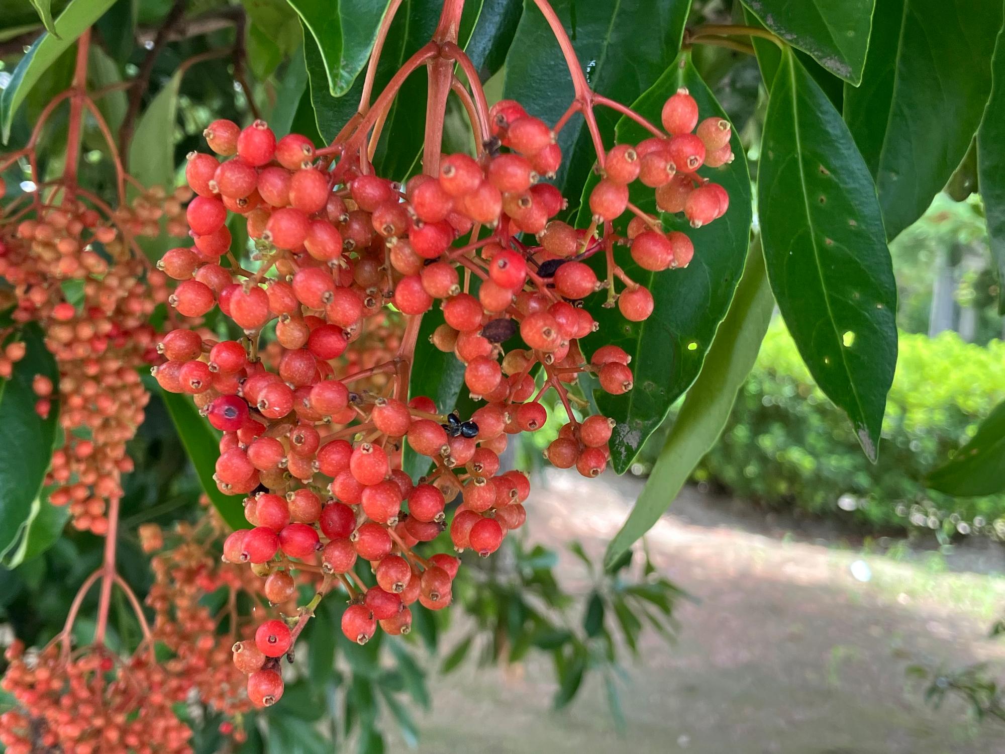 sangozyu1