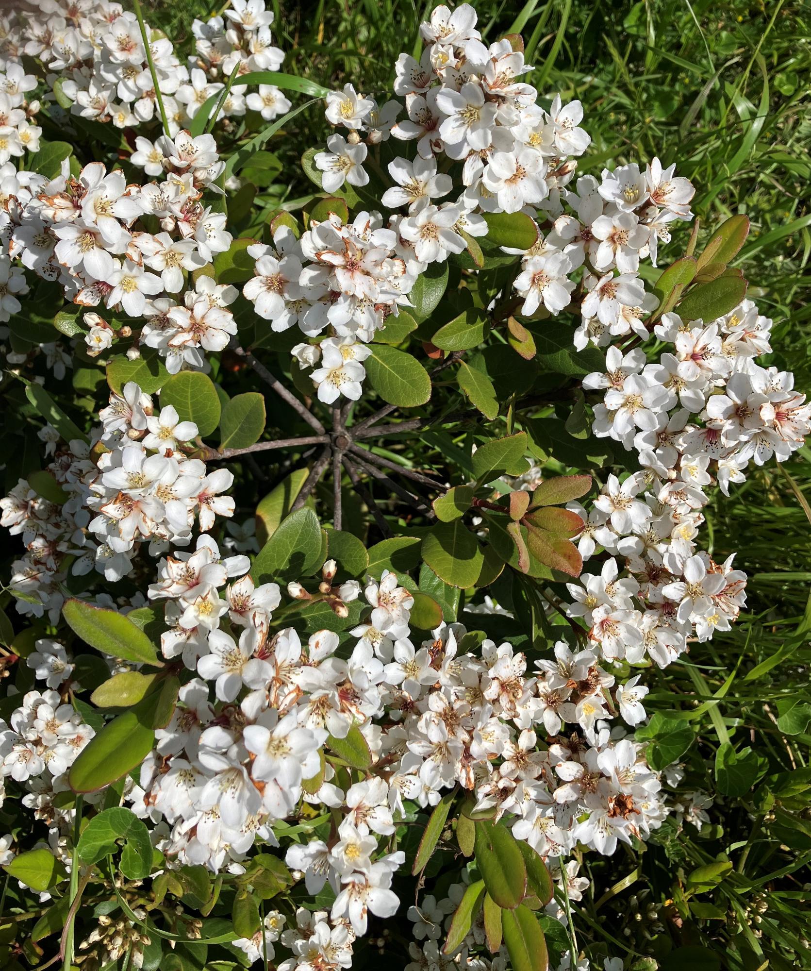 syarinnbai1