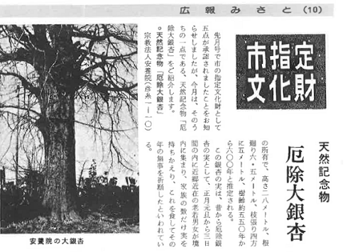 市指定文化財 天然記念物 厄除銀杏について書かれた写真付きの広報記事の写真