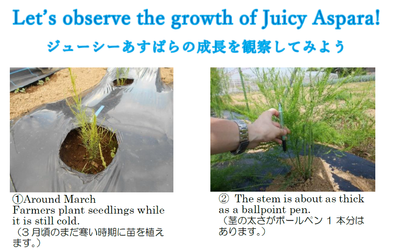 ジューシーあすぱらの成長1