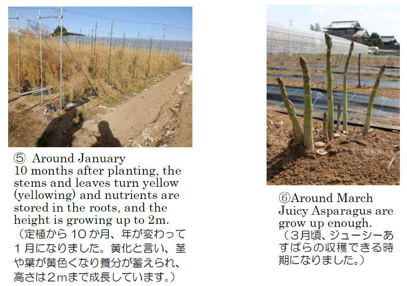 ジューシーあすぱらの成長3
