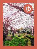 取り札 「ゆ」二郷半領不動堀樋の桜のトンネルを写した写真