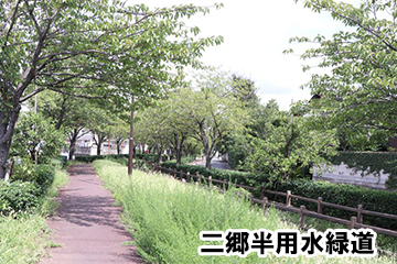 遊歩道沿いに、たくさんの植樹された植木が立ち並んでいる二郷半用水緑道の写真