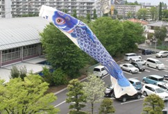 空中を泳ぐ青色の鯉のぼりを高い場所から撮影した写真