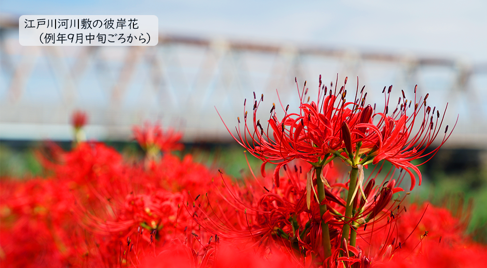 江戸川河川敷の彼岸花