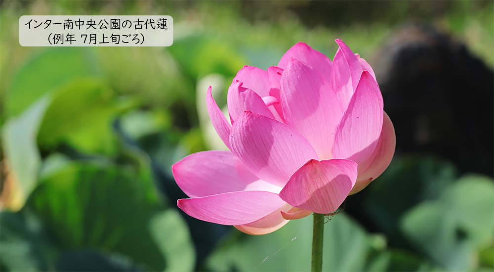 インター南中央公園の古代蓮（例年7月上旬ごろ）