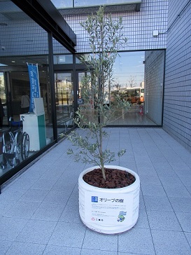 白色で円形の植木鉢に植えられたオリーブの樹の写真